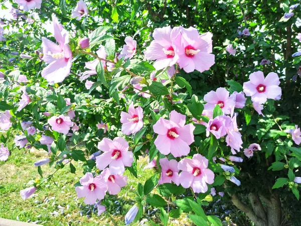 Λουλούδι Δέντρα Καλοκαίρι Λευκό — Φωτογραφία Αρχείου