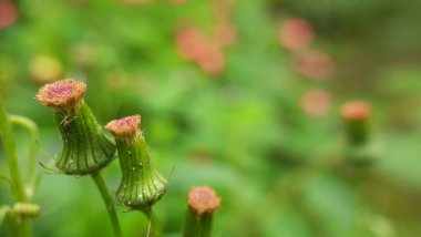 Güzel botanik fotoğrafı, doğal duvar kağıdı.