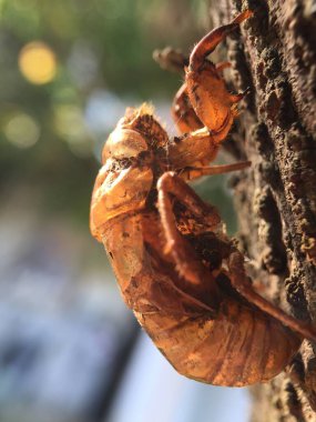 Bir ağaç gövdesinde kahverengi beyaz bir böceğin yakın plan fotoğrafı.