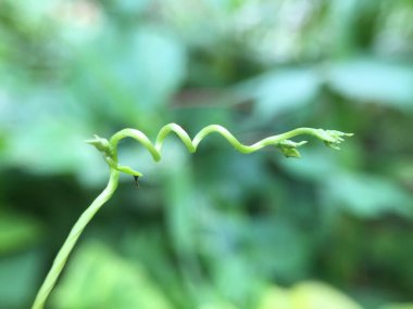 Bahçede yeşil yapraklar