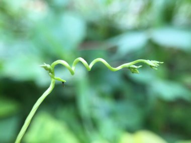 Taze yeşil yapraklar, yakın görüş