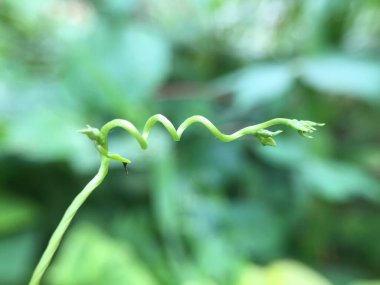 yeşil yapraklar, bitkiler ve yapraklar