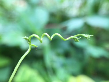 Taze yeşil yapraklar, bitki örtüsü.