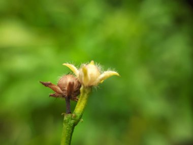 Doğada güzel çiçekler