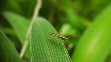 Yakın çekim - güzel yeşil çimen çekim