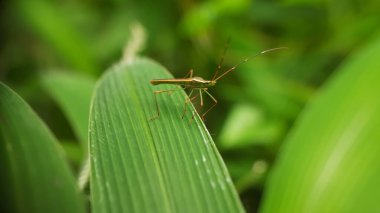 Yeşil yapraklı çekirge.