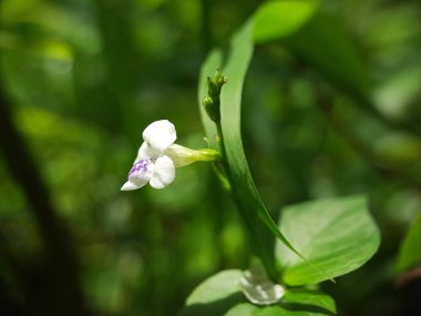 Yeşil arka planda beyaz çiçekler