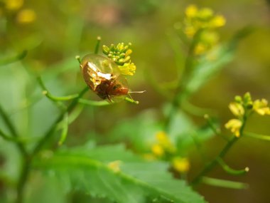Bahçedeki güzel çiçekler