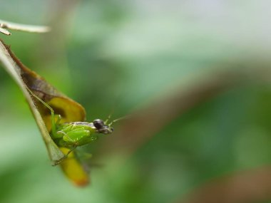 Yeşil yaprak makrosu