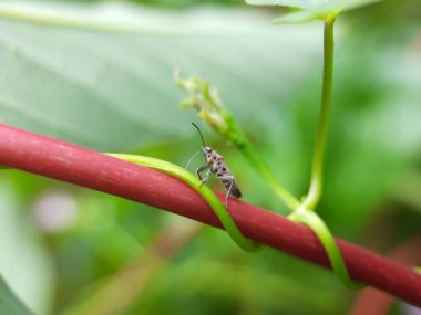 Bitkinin üzerinde kırmızı karınca