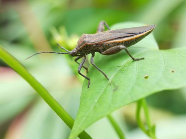 kapalı - böcek, seçici odak