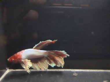 Akvaryumdaki balıklar, yaklaşın.