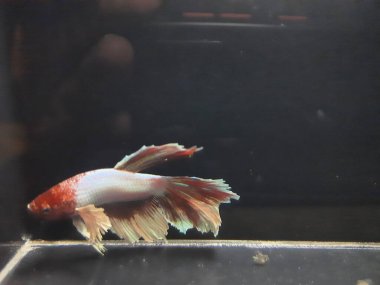 Akvaryumdaki balıklar