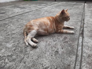 Yerde oturan sevimli kedi.