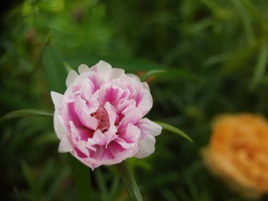 Bahçedeki güzel çiçek