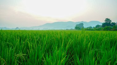 Yeşil çimenli pirinç tarlaları