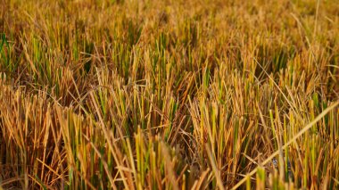 Kırsalda pirinç tarlası