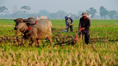 Pirinç tarlasında çalışan çiftçi.