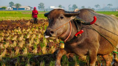 Bir çiftçi sabah pirinç tarlasında duruyor.