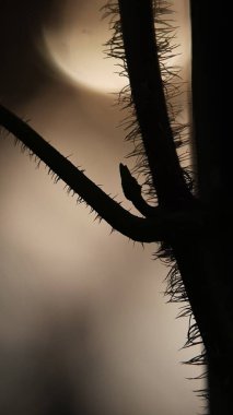 Arka planda bulanık bir ağaç dalının yakın plan görüntüsü.