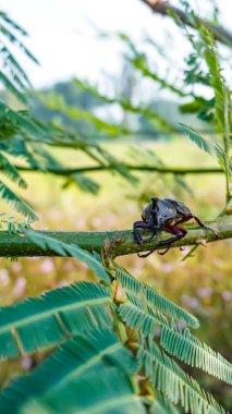 Ağaçtaki güzel bir kelebeğin yakın plan fotoğrafı.