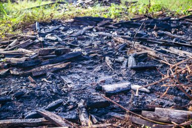 Ormanda yanmış ve yanmış otlar.
