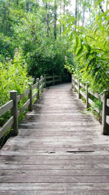 Ormanda ahşap köprü