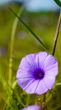 Bahçedeki güzel çiçekler