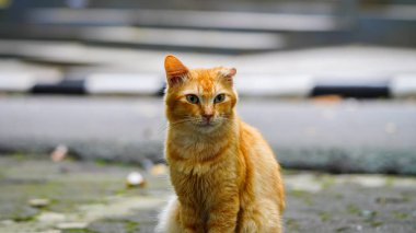 Evcil sevimli turuncu kedi oturuyor ve dışarıdaki kameraya bakıyor.