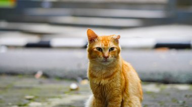 Evcil sevimli turuncu kedi oturuyor ve dışarıdaki kameraya bakıyor.