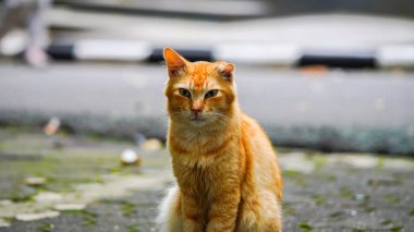 Evcil sevimli turuncu kedi oturuyor ve dışarıdaki kameraya bakıyor.