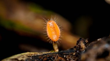 Scutellinia scutellata, yaygın kirpik, Molly göz kırpan, siyah arka planda izole edilmiş kırmızı elf şapkası.