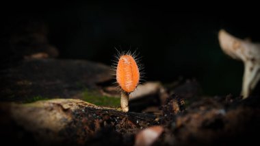 Scutellinia scutellata, yaygın kirpik, Molly göz kırpan, siyah arka planda izole edilmiş kırmızı elf şapkası.