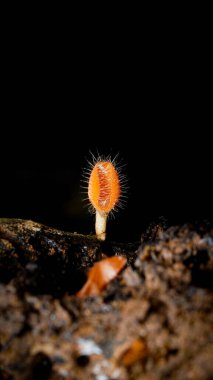 Scutellinia scutellata, yaygın kirpik, Molly göz kırpan, siyah arka planda izole edilmiş kırmızı elf şapkası.
