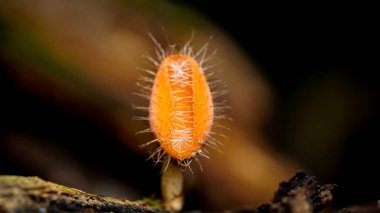 Scutellinia scutellata, yaygın kirpik, Molly göz kırpan, siyah arka planda izole edilmiş kırmızı elf şapkası.