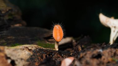 Scutellinia scutellata, yaygın kirpik, Molly göz kırpan, siyah arka planda izole edilmiş kırmızı elf şapkası.