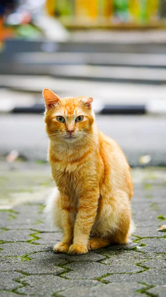 Evcil sevimli turuncu kedi oturuyor ve dışarıdaki kameraya bakıyor.