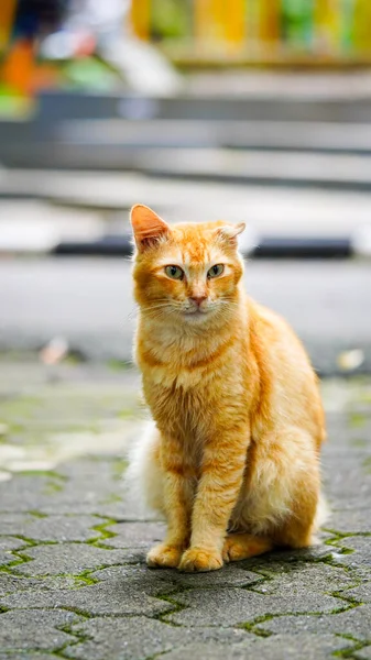 Evcil sevimli turuncu kedi oturuyor ve dışarıdaki kameraya bakıyor.