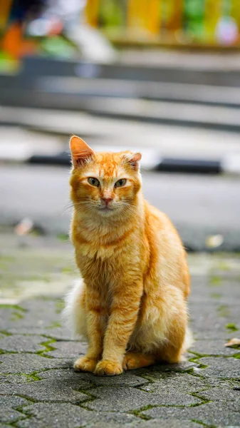 Evcil sevimli turuncu kedi oturuyor ve dışarıdaki kameraya bakıyor.