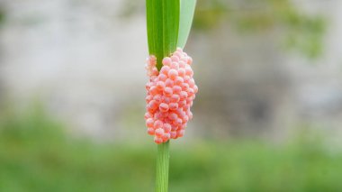 Bahçenin pembe çiçeği