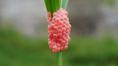 Bulanık arka planda yumurta salyangozuna yakın çekim