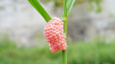 Yaprakta yumurta salyangozu