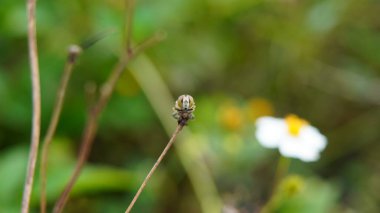 Küçük bir böceğin seçici odak görüntüsü bulanık bir arkaplan