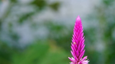 Bahçedeki pembe çiçek