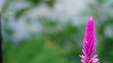 Yeşil arka planda güzel pembe çiçekler