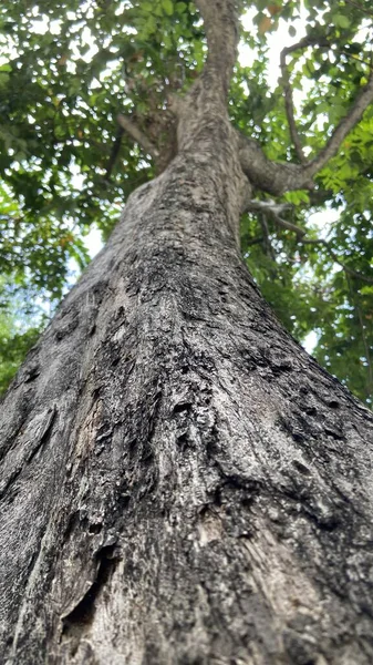 Die Nahaufnahme Eines Baumes Wald — Stockfoto