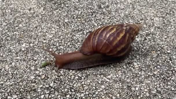 Caracol Encontrando Comida Suelo — Vídeos de Stock