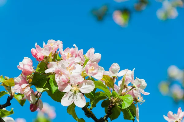 Pink flowers of apple tree on a blue sky background. Flowering branch of apple tree. Macro frame.