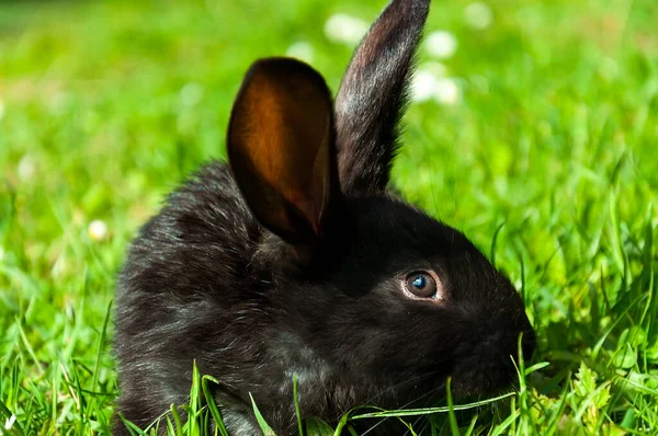 Black Little Rabbit Sits Grass Surrounded White Daisies Closeup Portrait — Stock Photo, Image