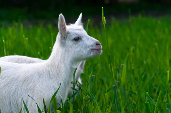 Green Grass Garden Small White Goats Hornless Breed Run Photo — Stock Photo, Image